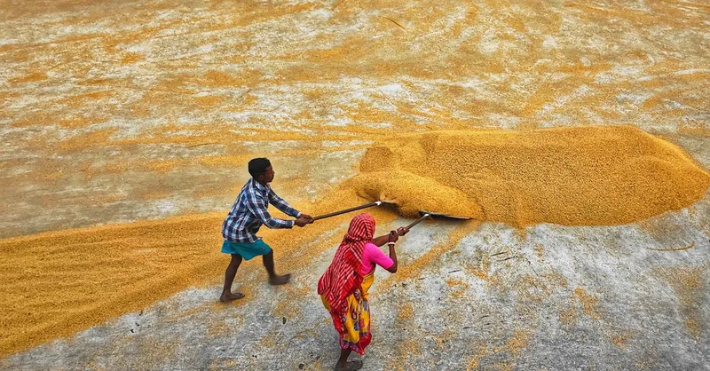 Aerial view of workers spreading rice on a drying bed in Habra, India. Vibrant daily life scene.